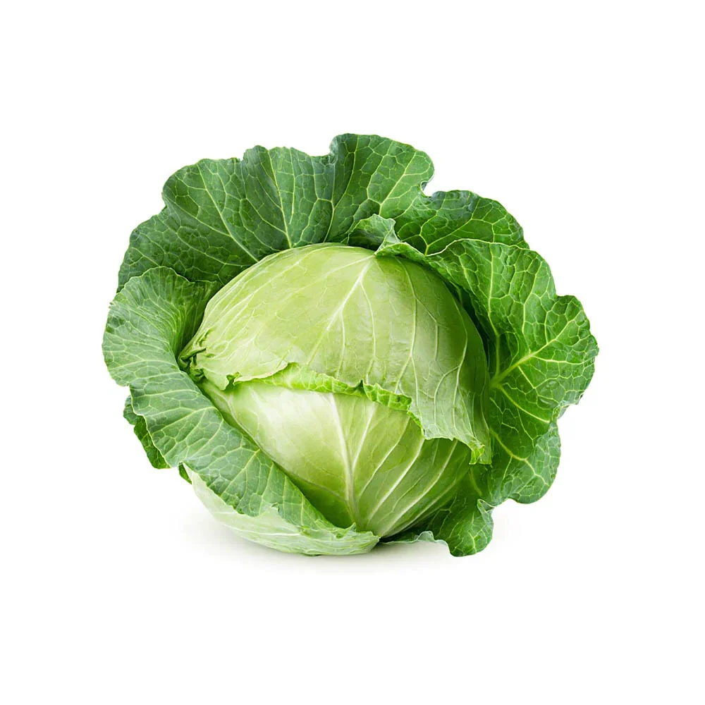Competitive Price High Quality Variety Vegetables Fresh White Cabbage Made In Vietnam Factory