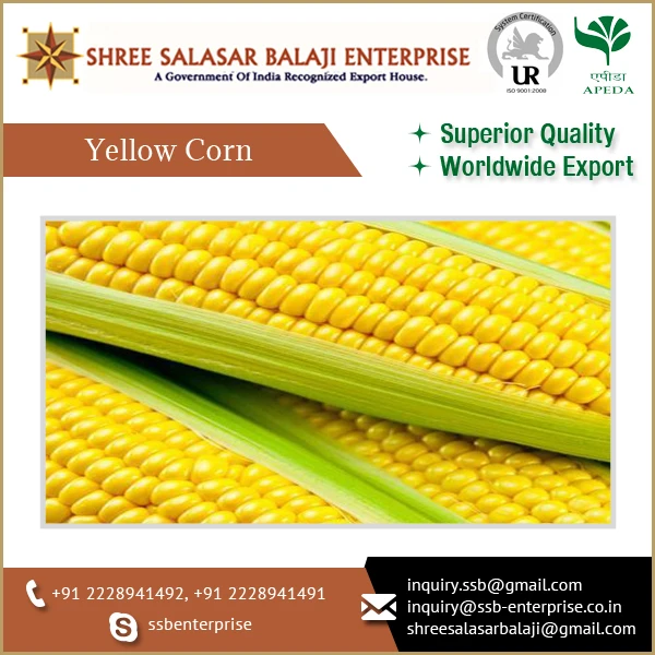 Indian Yellow Corn High Grade Corn Export Quality Yellow Maize Corn animal feed MOISTURE Condition Type Dried Grade