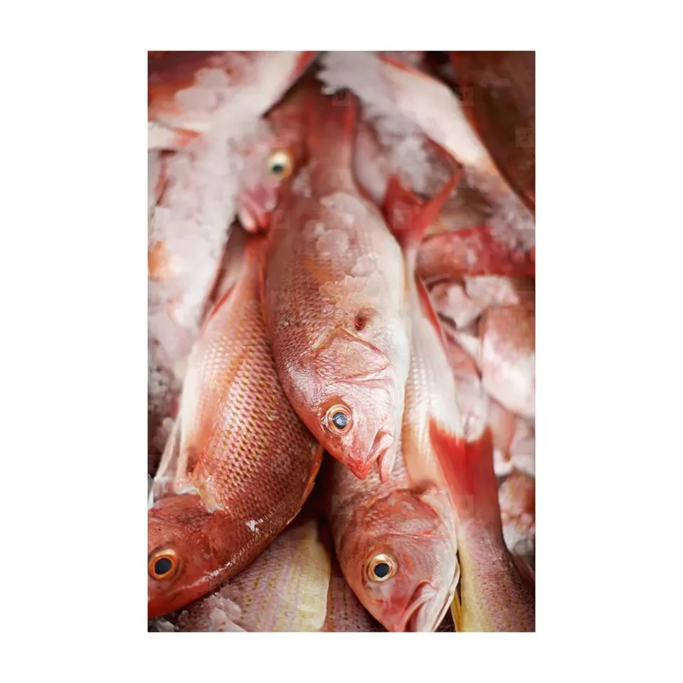 Red Snapper Best High Quality Fresh Frozen Red Snapper Fillet Skin On