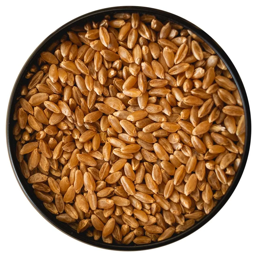 Top Quality WHEAT GRAINS /Durum Wheat in Bulk supply