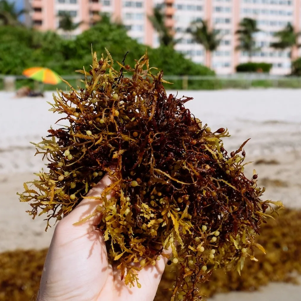 Sun dried sargassum seaweeds supply in bulk premium quality dry wholesale ocean seaweed with cheapest price