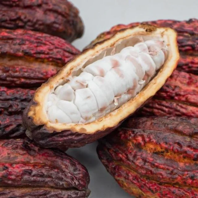 Cocoa Beans Ariba Cacao beans Dried Raw Cacao Fermented Cocoa Beans
