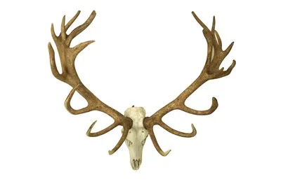 Finest Red Deer Antlers Up For  Clearance