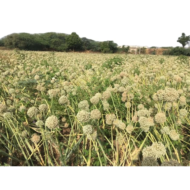 Лук Massine clian Texas grano для свежих овощей