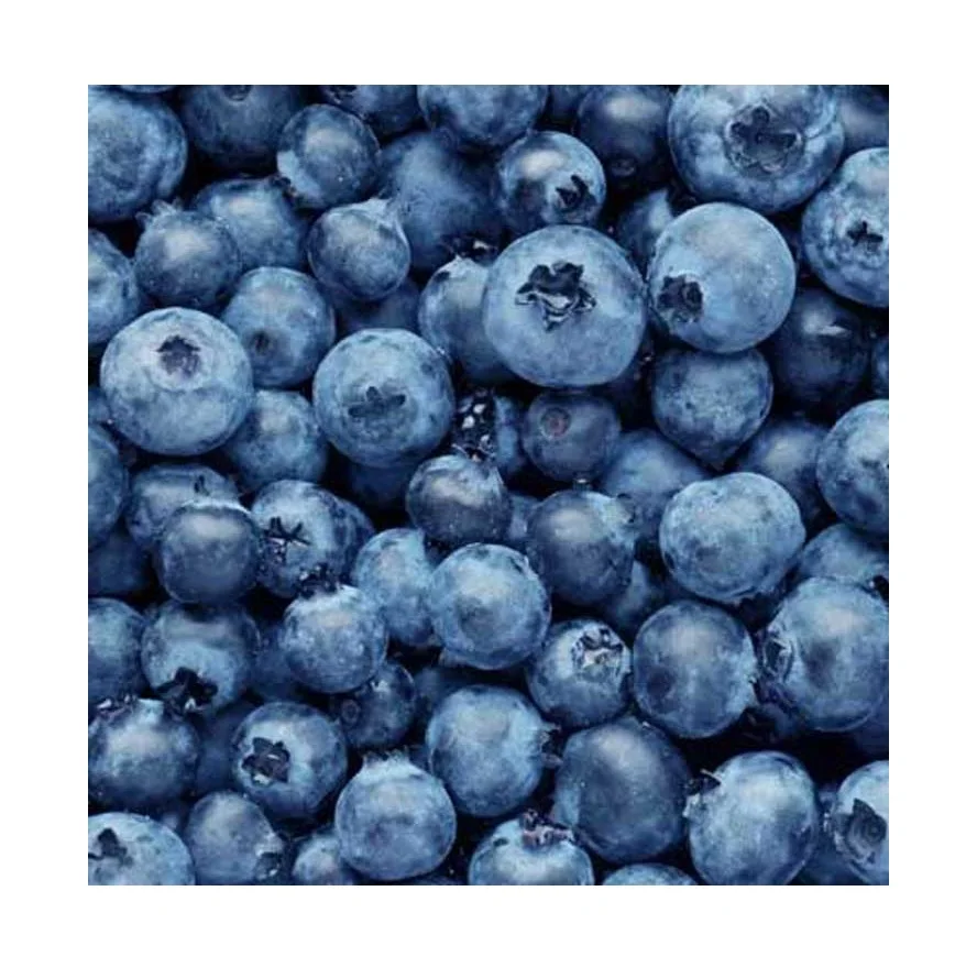 Best Price Organic Fresh Blueberries Fruit Available For Sale