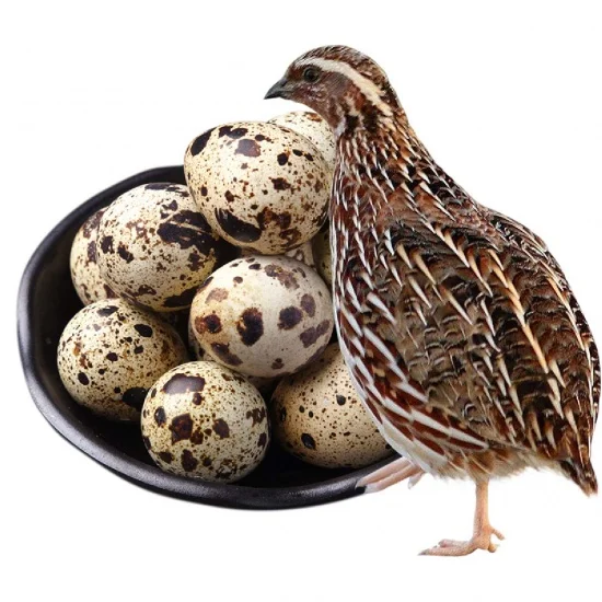 Оптовая цена Высокое качество консервированные перепелиные яйца происхождения из Вьетнама