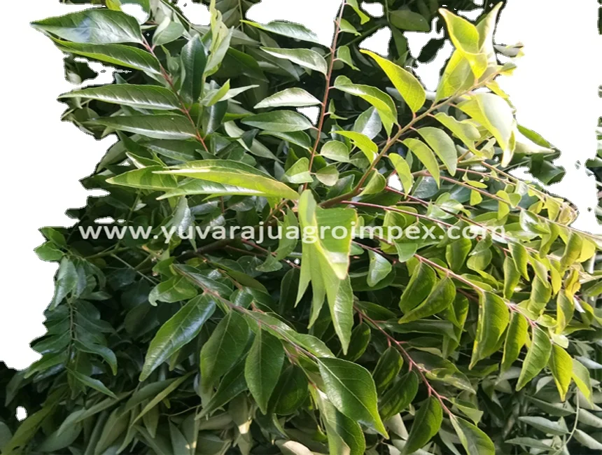 Indian spices dried curry leaves Manufactures in India to Canada USA  Australia Sri Lanka Nigeria Ireland Malaysia