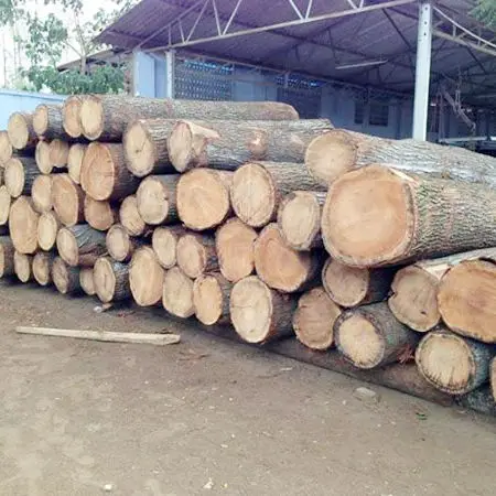 Best Offer for pine wood logs Europe wholesale Germany teak wood pine logs free delivery
