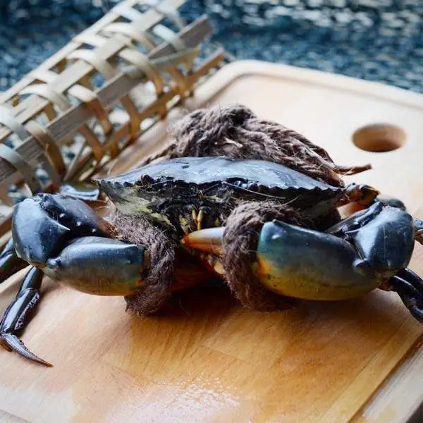 High quality Mud crab for sale bulk supplier hot sale mud crabs blue frozen mud snow crab at best price
