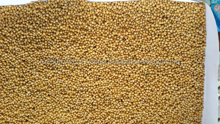 Семена желтой горчицы премиум-класса придают еде едкий острый вкус и для лечения многих заболеваний, горчицы