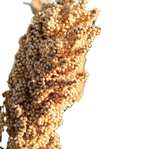 White Milo Sorghum Grains Sorghum Price Per Ton Grain sorghum best quality looking for bulk buyer reasonable price