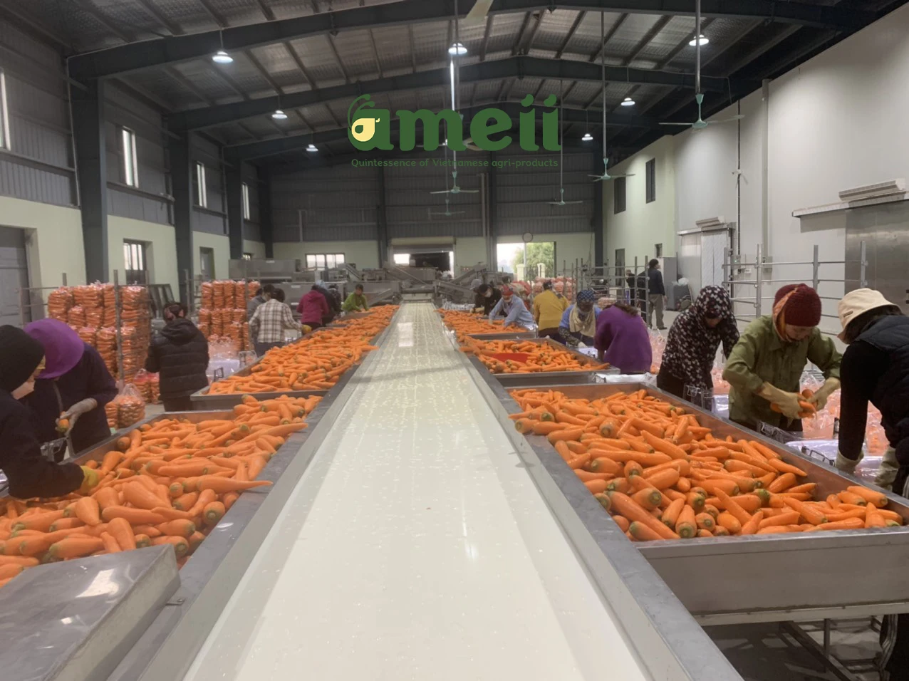 LOW PRICE CARROT, CHEAP FOR SALES