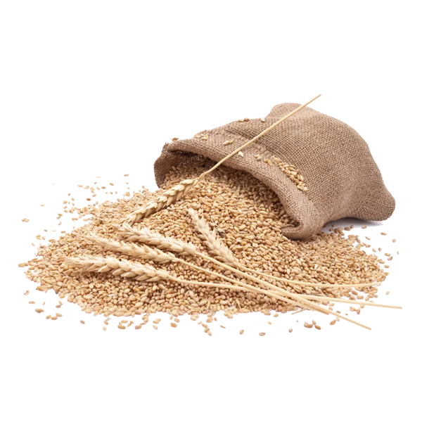 Органически выращенные Новые зерна пшеницы с максимальной влажностью 13% доступной для экспорта по лучшей оптовой цене