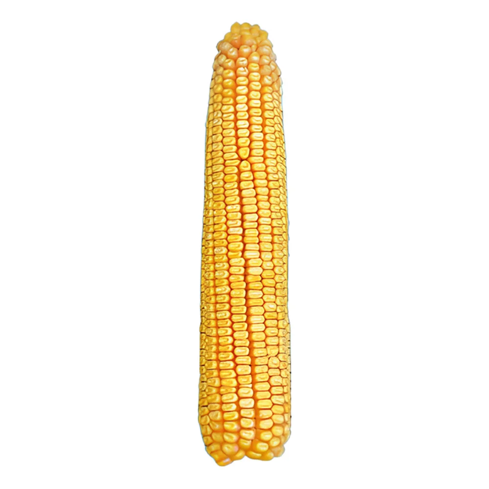 High Quality Corn Seeds for Planting - Hybrid Aria 300 FAO Manufacturer Prices Sale