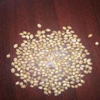 coriander seed available for sales at low market price