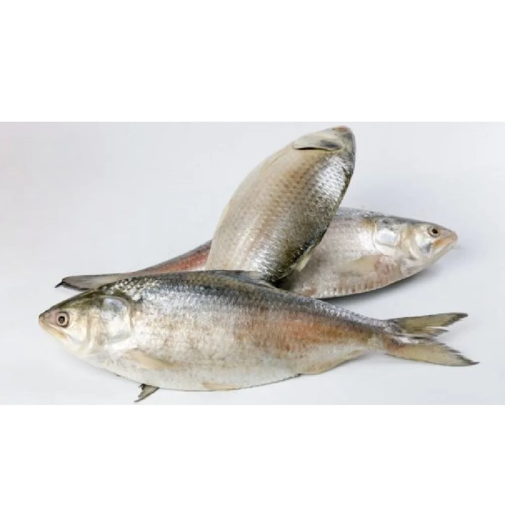 Popular items Market Wholesale Factory Packaging Hot Sale Frozen Hilsha Fish Stock Fish Fresh Season Fish From Bangladesh