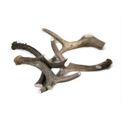 Naturally Shed Whole Red Deer Antlers