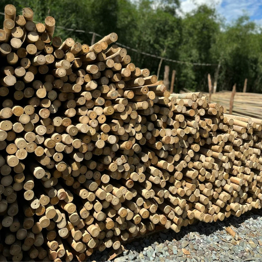 Bamboo Poles Wholesale Wholesale Big Diameter For Decor And Construction Bamboo Cane Packed In Bundles with Good Supplier