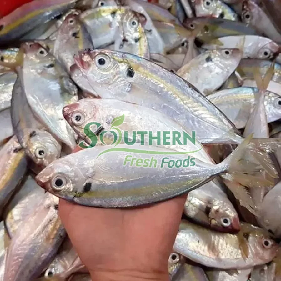 export nature fish seafood Packaging standard Frozen Yellow Stripe Trevally Sea Fish Wild Caught SFF from Vietnam