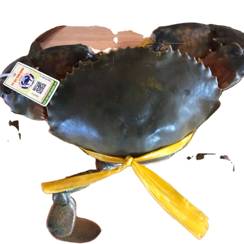 Hot Sale Live Mud Crabs, Blue Crabs, King Crabs /Live Seafood/ Frozen King Crab
