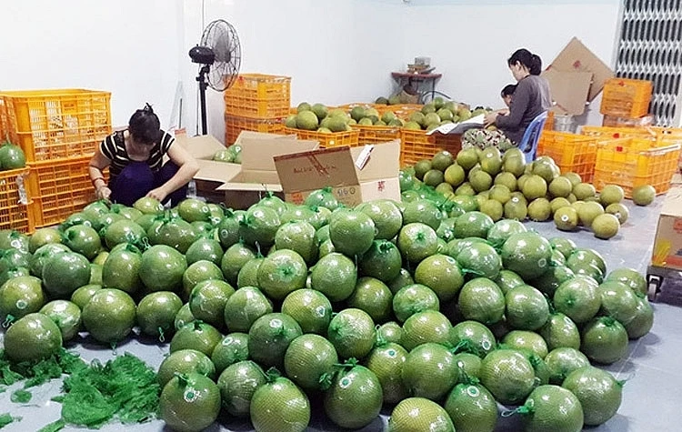 High quality Fresh Citrus Fruit Green skin pomelo grapefruit With pink flesh Brix 10 - 13% From Vietnam cheap