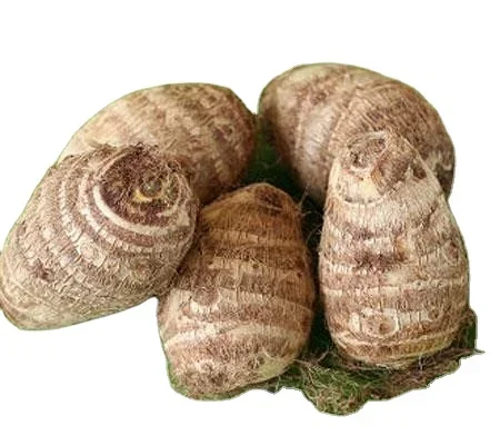 New Fresh Small TARO From Vietnam