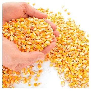 Bulk Dried Kernel Corn 14-15% Moisture Level