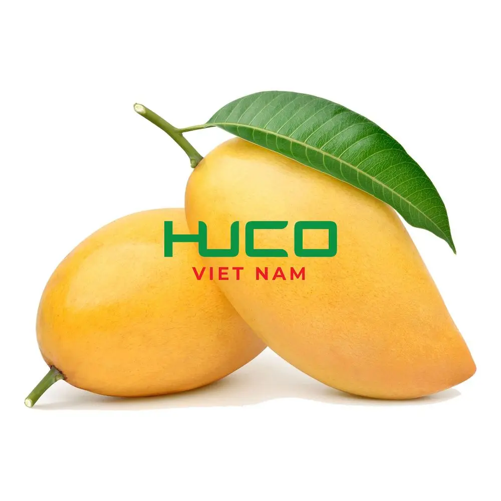Premium Quality Competitive Price  Fresh Mango Fruit Exported from Vietnam