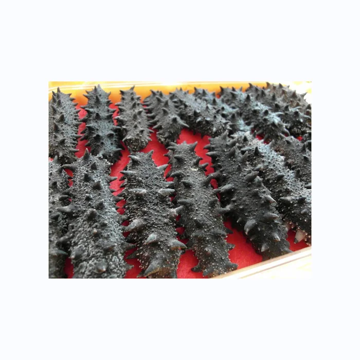 Dried Sea Cucumber / Frozen Sea Cucumber / Fresh Sea Cucumber Best Wholesale Priced Dried & Frozen Sea Cucumber