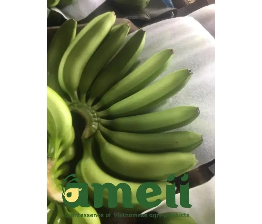 Hot Sale Cavendish Banana High Quality 100% Natural Fresh Banana From Vietnam Supplier Best Price