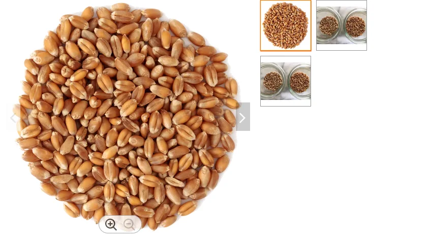 PREMIUM QUALITY whole grain wheat for sale /GradeA Durum Wheat for sale