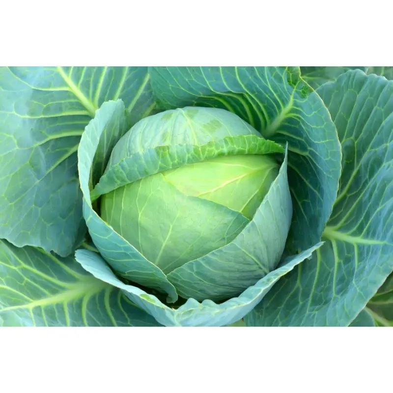 Cabbage fresh vegetable in customize pouch packing by sea / air / courier export