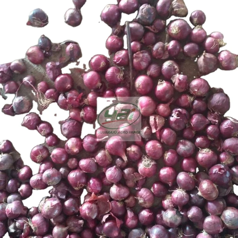 Fresh Red Onion in reasonable pricing Big and Small Size Onion Fresh Vegetable Suppliers and Exporters In India