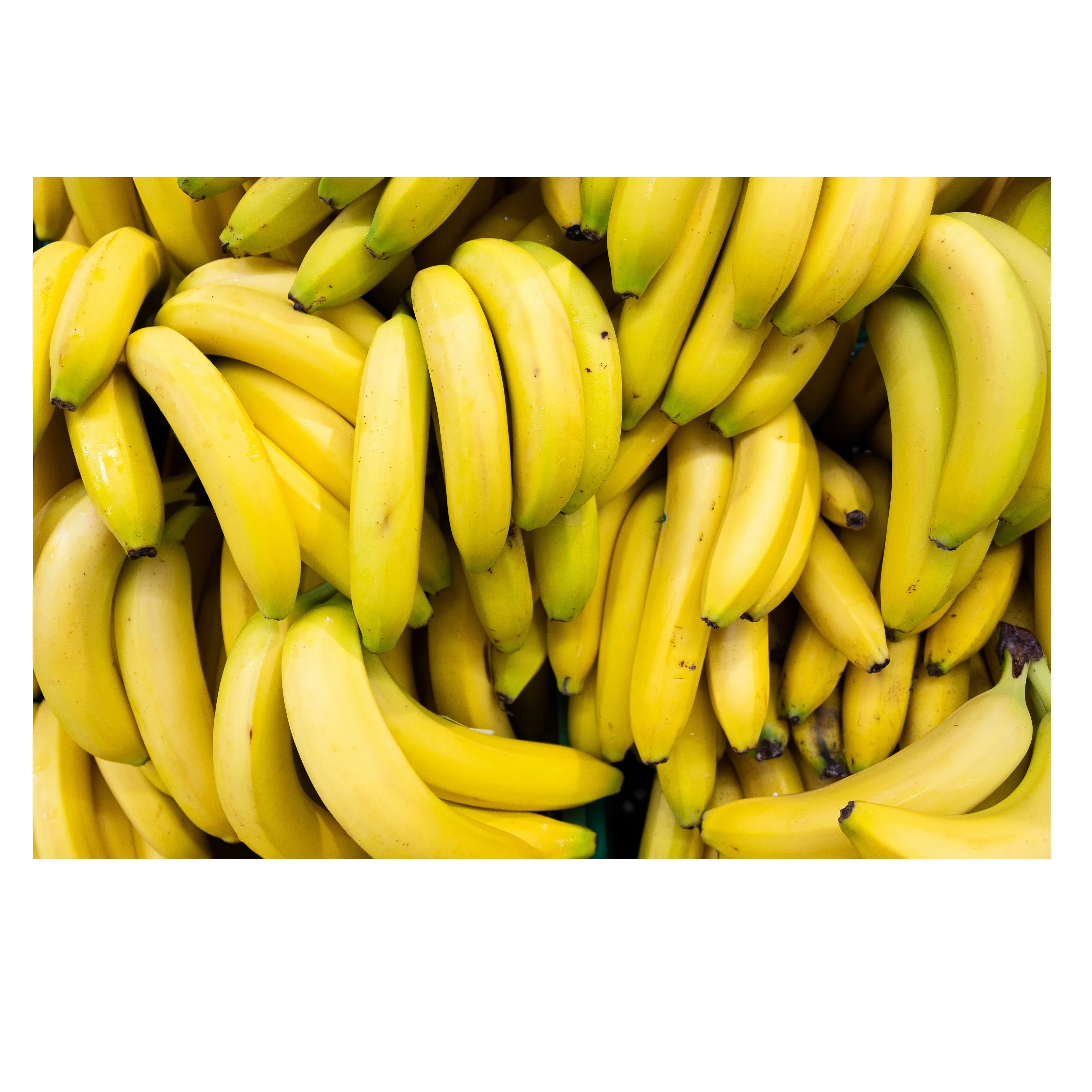 Vietnam Fruit Fresh Long Sweet Taste Yellow And Green Colors Banana High Nutrition Organic Cavendish Banana