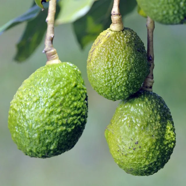 High Quality Frozen Hass Avocado Organic and Fresh from Kenya Best Price Free Tax