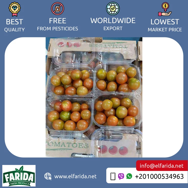 Widely Selling Superior Quality Delicious Taste Agriculture Grade Fresh Fruit Cherry Red Fresh Vegetable Tomatoes from Egypt