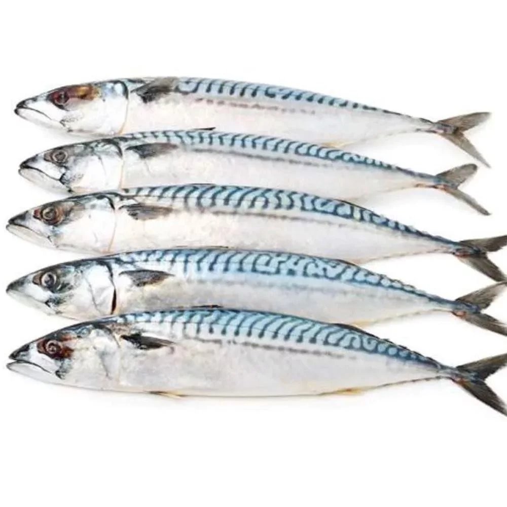 High Quality Seafood Whole Fish Horse Mackerel Frozen Pacific Mackerel Fish HGT For Sale