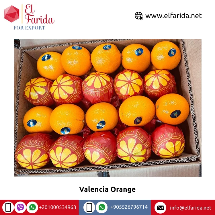 Best Selling High Nutritious Premium Fresh Oranges Fresh 100% Natural Pure Healthy Valencia Orange for Sale