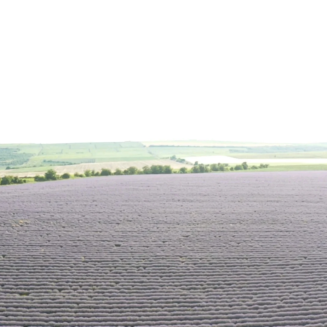 holesale Customized Lavender Essential Oil For Candle Making Fragrance Oils