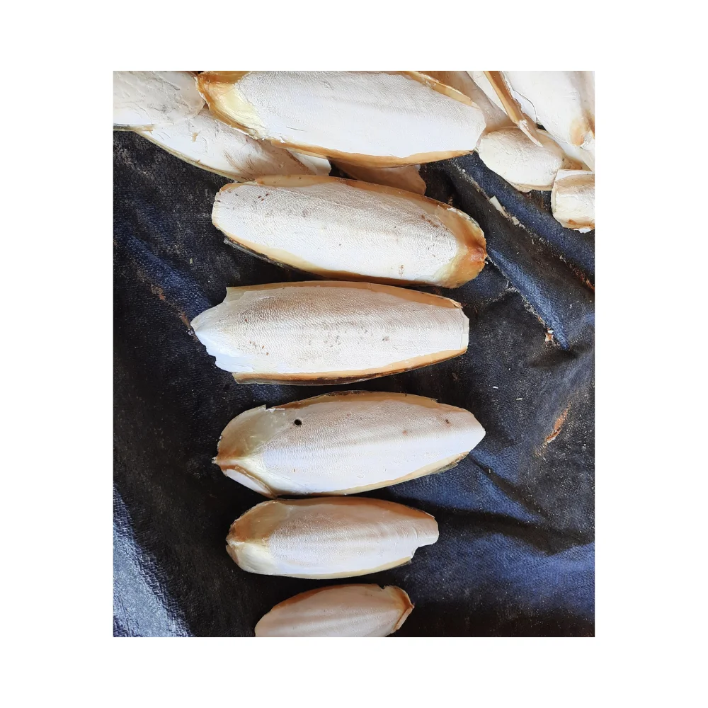 Natural 100% sun dried cuttle bone sale best grade squid cuttlefish bone cheap price Internal shell of cuttlefish