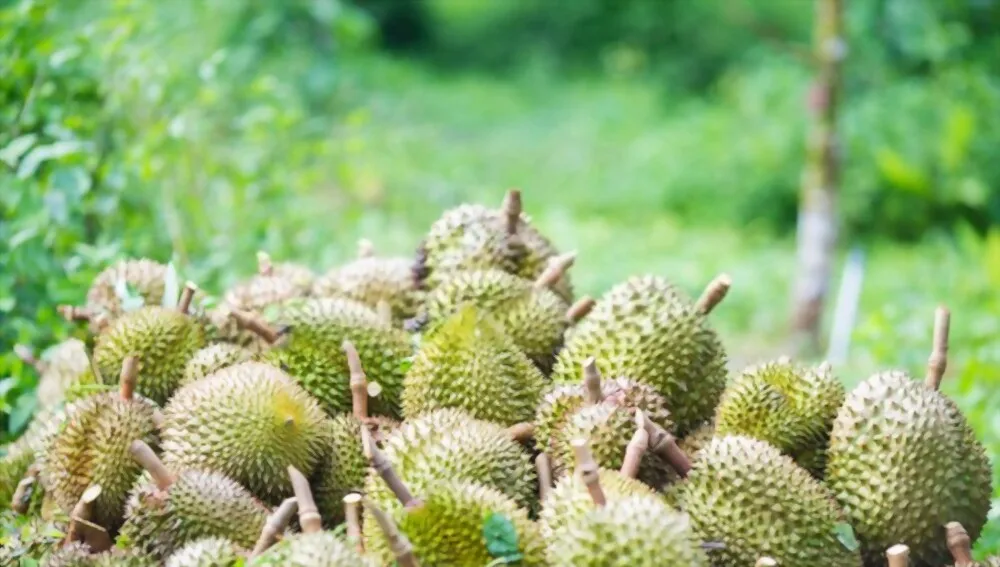 Свежий дуриан Премиум дуриан Свежий весь фрукт специально отборный свежий дуриан из Вьетнама отличное качество надлежащая цена