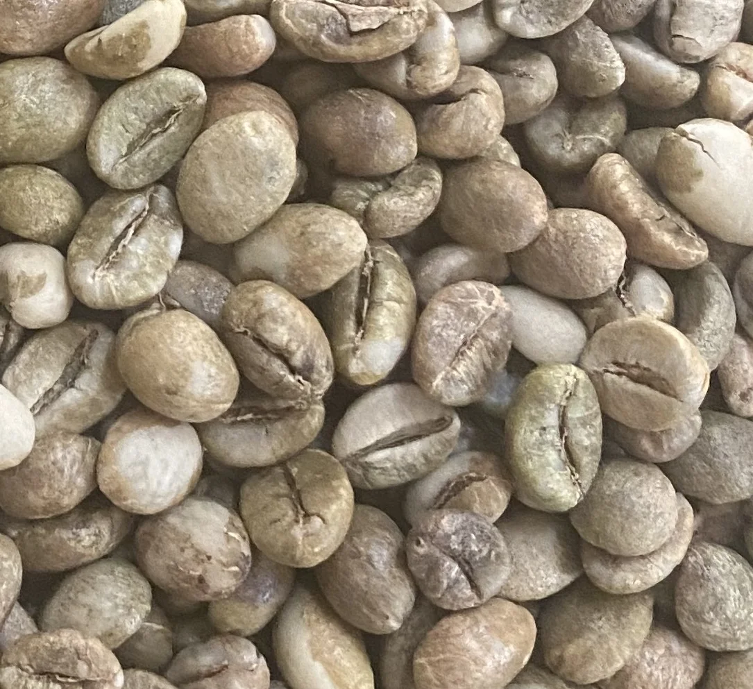High quality Robusta green coffee beans