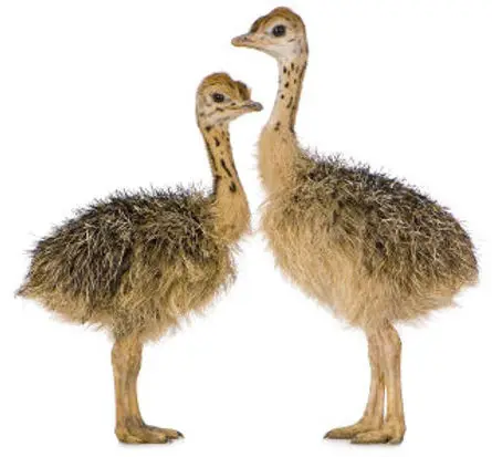 Buy Farm Fresh  Fertile White Fresh Chicken Table Eggs/  Ostrich Eggs/Chicks/ For Sale