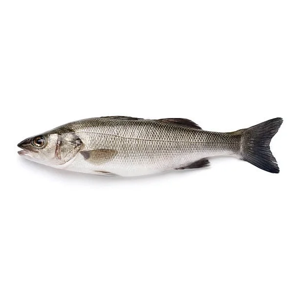 Reasonable prices Sea Bass Fish from Brazil Customizable Packaging