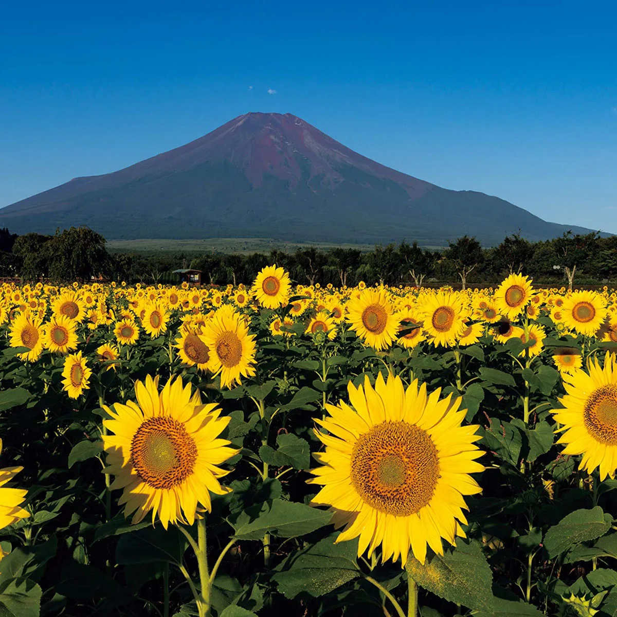 Японская Фотокнига «вечная Гора