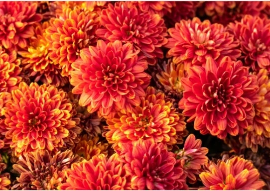 Шарм из хризантемы Золотая хризпеталь MajestyChrysanthemum blissnumn GloryDelightFloralChrysanthemum элегантность
