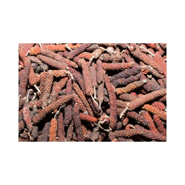 Long Pepper from Madura Indonesia, harvested directly from the garden with high quality and good prices