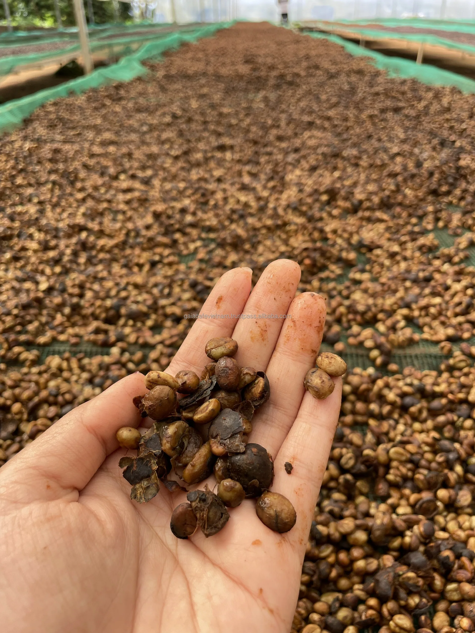 Green Robusta Coffee Beans High Quality S16 Honey Process  98% Maturity  Natural Flavors  from Buon Me Thuot Highland Vietnam