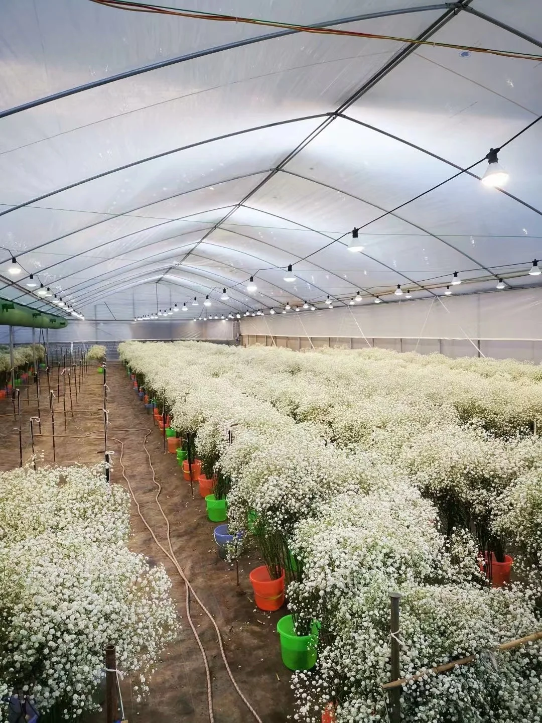 2022 Grow Plant Light 24W Full Spectrum Led Grow light Bulb For Hydropoics Organic Mini Greenhouse