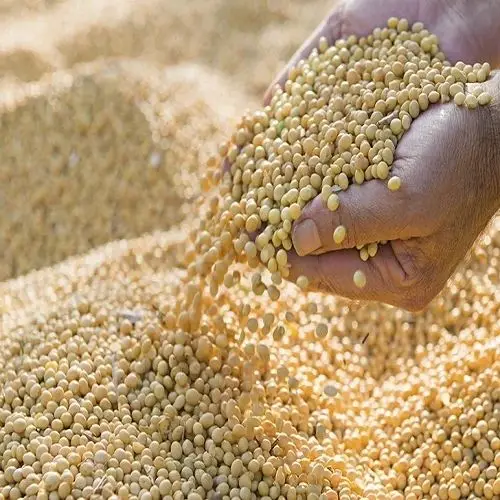 Non GMO Soybeans High Quality Soya Beans / Soy Bean for sale